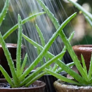 Aloe Vera Live Plant - Small Seedling - 4 Inch Pot - Indoor Succulent - Image 3