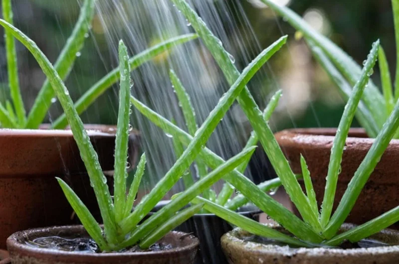 Aloe Vera Live Plant - Small Seedling - 4 Inch Pot - Indoor Succulent - Image 3