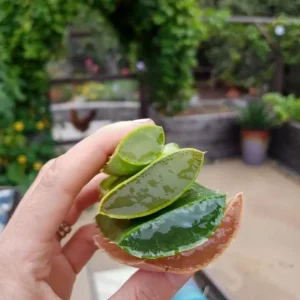 Aloe Vera Live Plant - Small Seedling - 4 Inch Pot - Indoor Succulent - Image 4