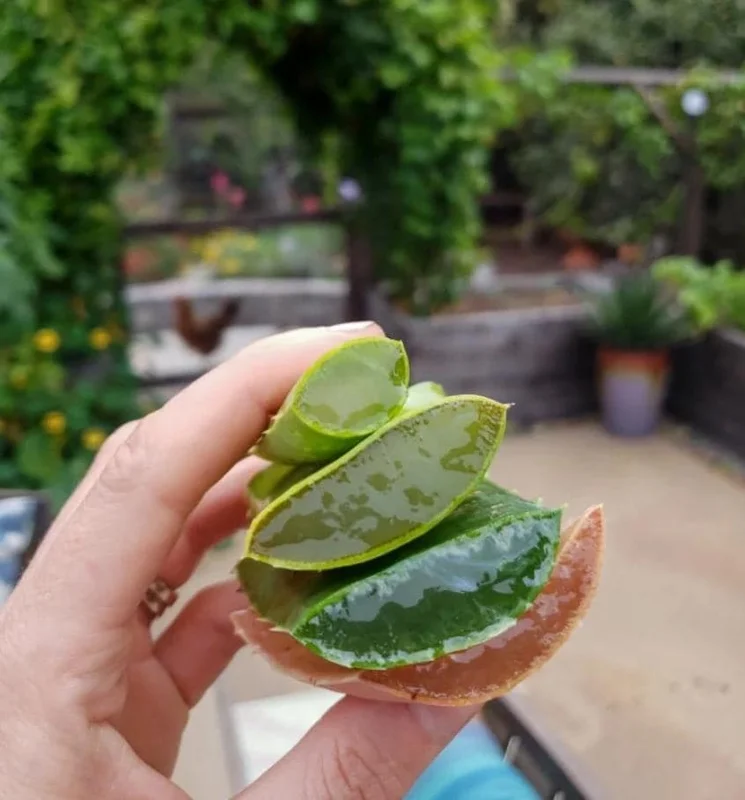 Aloe Vera Live Plant - Small Seedling - 4 Inch Pot - Indoor Succulent - Image 4