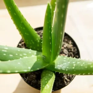 Aloe Vera Live Plant - Small Seedling - 4 Inch Pot - Indoor Succulent - Image 5