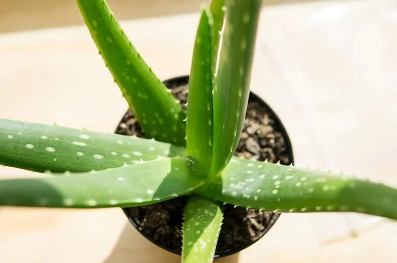 Aloe Vera Live Plant - Small Seedling - 4 Inch Pot - Indoor Succulent - Image 5