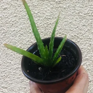 Aloe Vera Live Plant - Small Seedling - 4 Inch Pot - Indoor Succulent - Image 6