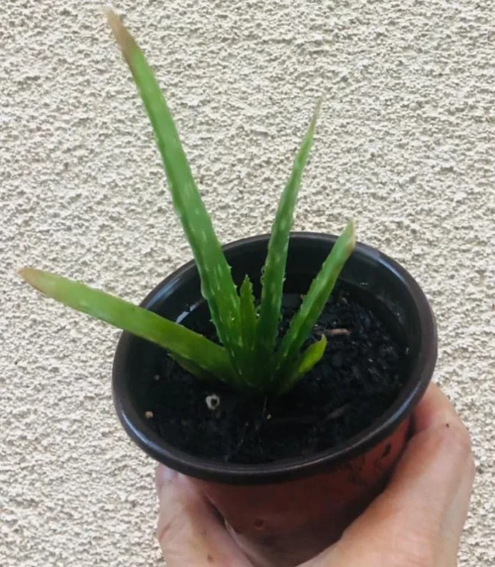 Aloe Vera Live Plant - Small Seedling - 4 Inch Pot - Indoor Succulent - Image 6