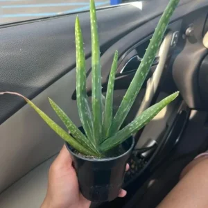 Aloe Vera Live Plant - Small Seedling - 4 Inch Pot - Indoor Succulent - Image 7