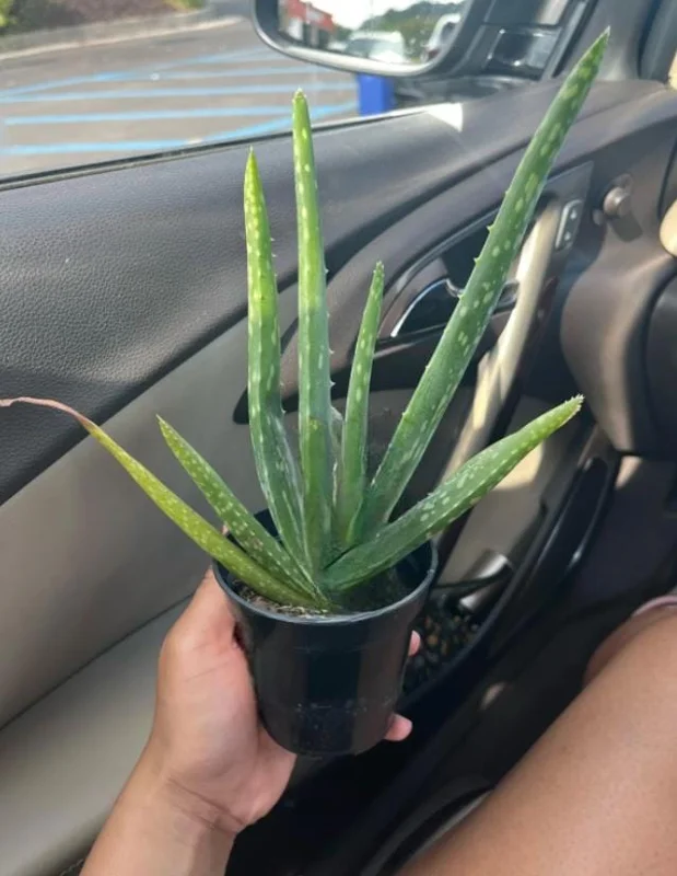 Aloe Vera Live Plant - Small Seedling - 4 Inch Pot - Indoor Succulent - Image 7