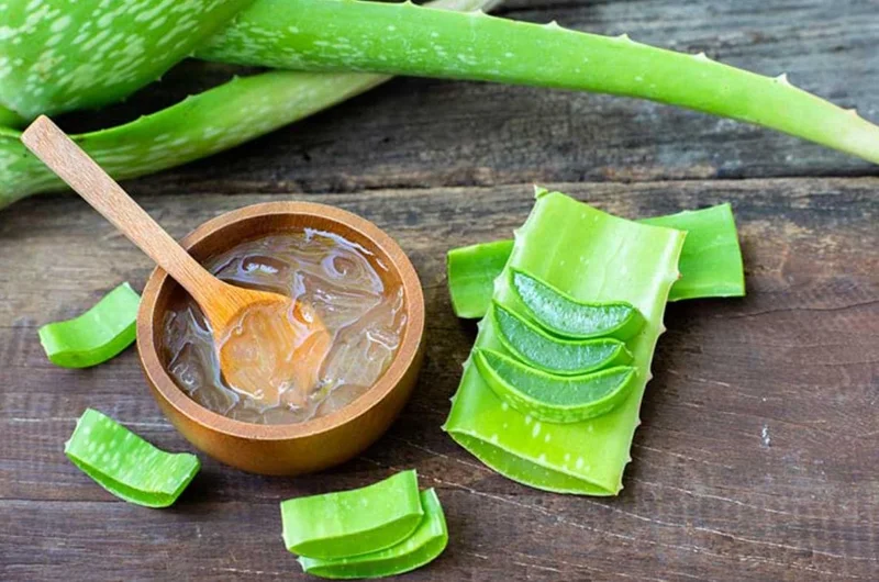 Aloe Vera Live Plant - Small Seedling - 4 Inch Pot - Indoor Succulent - Image 8