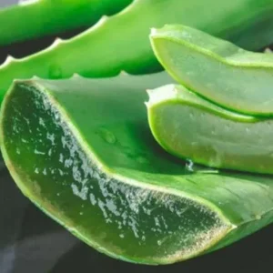 Aloe Vera Live Plant - Small Seedling - 4 Inch Pot - Indoor Succulent - Image 9