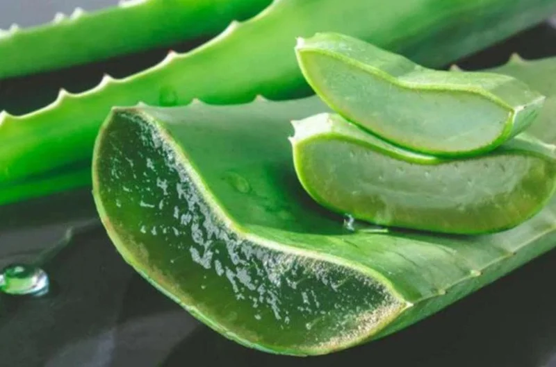 Aloe Vera Live Plant - Small Seedling - 4 Inch Pot - Indoor Succulent - Image 9