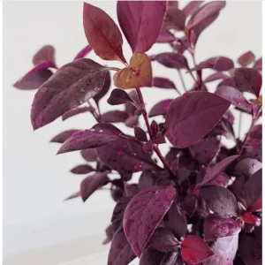 Alternanthera Little Ruby Live Plant, Ruby-Purple Foliage, 4 to 6 Inch Tall, 2-Pack - Image 2
