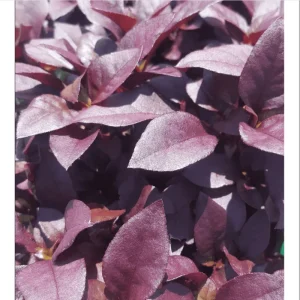 Alternanthera Little Ruby Live Plant, Ruby-Purple Foliage, 4 to 6 Inch Tall, 2-Pack - Image 3