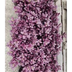 Alternanthera Little Ruby Live Plant, Ruby-Purple Foliage, 4 to 6 Inch Tall, 2-Pack - Image 4