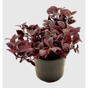 Alternanthera Little Ruby Live Plant, Ruby-Purple Foliage, 4 to 6 Inch Tall, 2-Pack - Image 5
