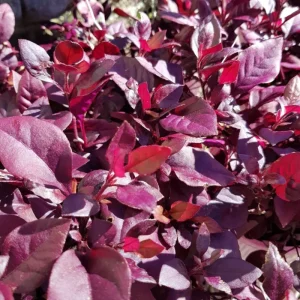 Alternanthera Little Ruby Live Plant, Ruby-Purple Foliage, 4 to 6 Inch Tall, 2-Pack - Image 6