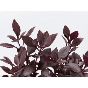 Alternanthera Little Ruby Live Plant, Ruby-Purple Foliage, 4 to 6 Inch Tall, 2-Pack - Image 7