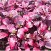 Alternanthera Little Ruby Live Plant, Ruby-Purple Foliage, 4 to 6 Inch Tall, 2-Pack - Image 1
