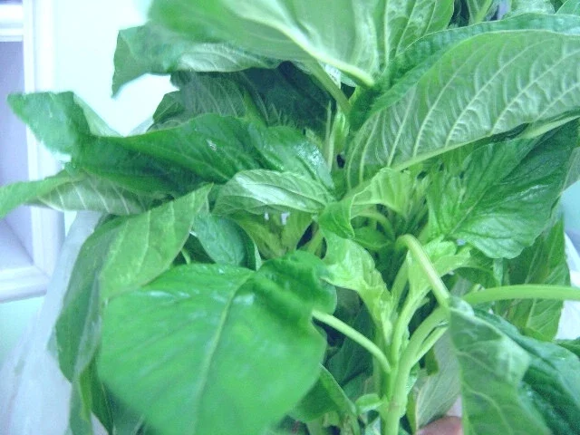 Amaranth Green Leaf 'Amaranthus' Seeds - 50+ Edible Garden Seeds, Green Foliage - Image 3