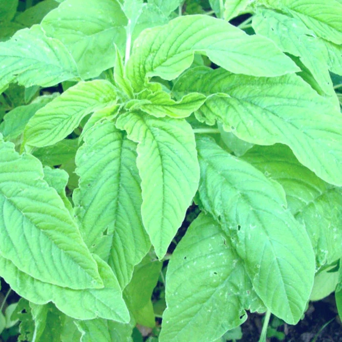 Amaranth Green Leaf 'Amaranthus' Seeds - 50+ Edible Garden Seeds, Green Foliage - Image 1