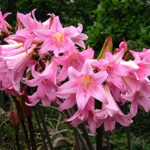 Amaryllis Belladonna Bulbs – Pink Naked Ladies Lily – 6 Count – Outdoor - Image 2