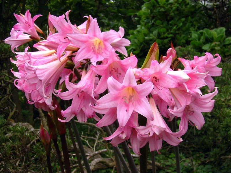 Amaryllis Belladonna Bulbs – Pink Naked Ladies Lily – 6 Count – Outdoor - Image 2