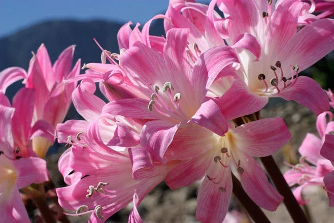 Amaryllis Belladonna Bulbs – Pink Naked Ladies Lily – 6 Count – Outdoor - Image 3