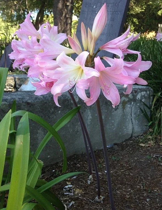 Amaryllis Belladonna Bulbs – Pink Naked Ladies Lily – 6 Count – Outdoor - Image 4