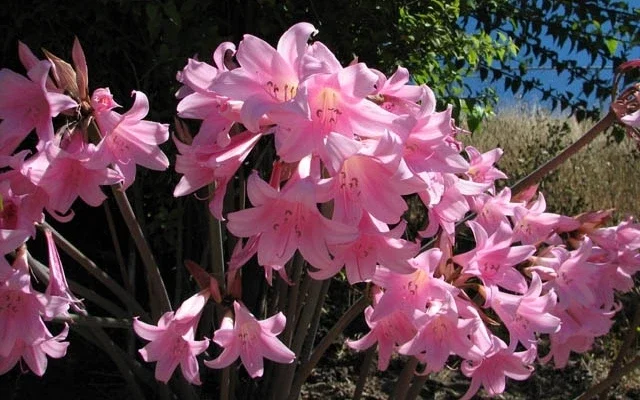 Amaryllis Belladonna Bulbs – Pink Naked Ladies Lily – 6 Count – Outdoor - Image 5