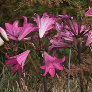 Amaryllis Belladonna Bulbs – Pink Naked Ladies Lily – 6 Count – Outdoor - Image 6