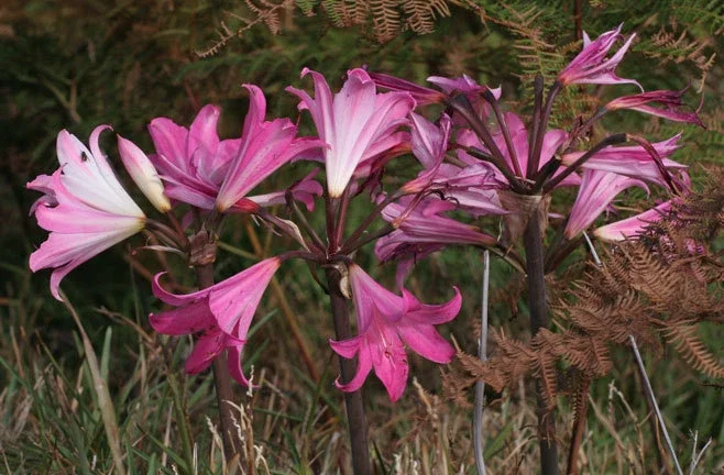 Amaryllis Belladonna Bulbs – Pink Naked Ladies Lily – 6 Count – Outdoor - Image 6