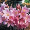 Amaryllis Belladonna Bulbs – Pink Naked Ladies Lily – 6 Count – Outdoor - Image 1