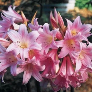 Amaryllis Belladonna Bulbs – Pink Naked Ladies Lily – 6 Count – Outdoor - Image 1