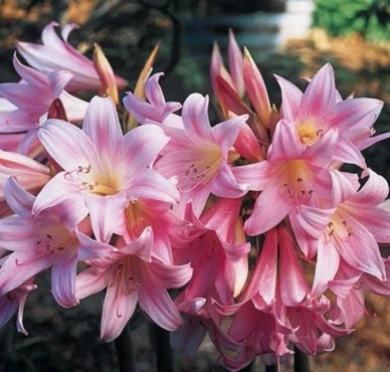 Amaryllis Belladonna Bulbs – Pink Naked Ladies Lily – 6 Count – Outdoor - Image 1