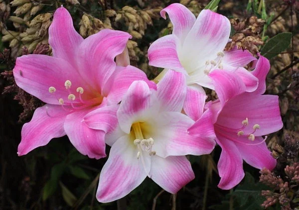Amaryllis Belladonna Bulbs – Pink Naked Ladies Lily – 6 Count – Outdoor - Image 8