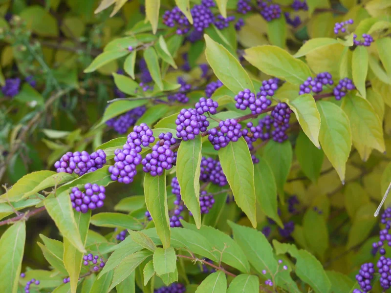 American Beautyberry Live Plant - Callicarpa americana - 16+ Inches Tall, 2-3 Years Old, Purple Berries - Image 2