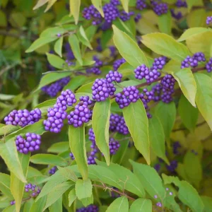 American Beautyberry Live Plant - Callicarpa americana, 16+ Inches Tall, Outdoor Shrub - Image 2