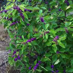 American Beautyberry Live Plant - Callicarpa americana - 16+ Inches Tall, 2-3 Years Old, Purple Berries - Image 3