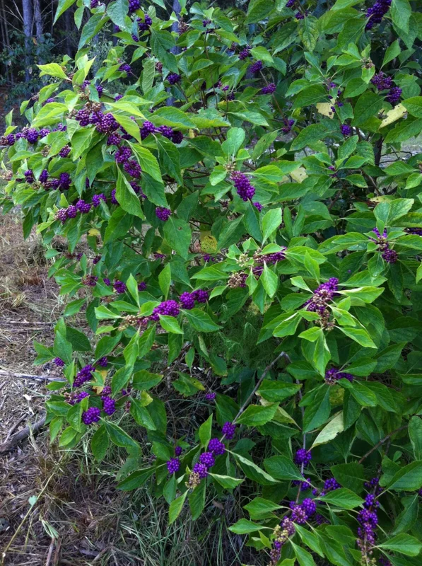 American Beautyberry Live Plant - Callicarpa americana - 16+ Inches Tall, 2-3 Years Old, Purple Berries - Image 3