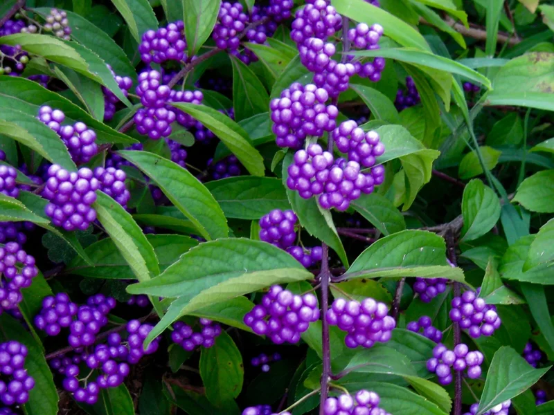 American Beautyberry Live Plant - Callicarpa americana, 16+ Inches Tall, Outdoor Shrub - Image 4