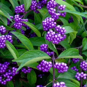 American Beautyberry Live Plant - Callicarpa americana - 16+ Inches Tall, 2-3 Year Old Shrub for Outdoor - Image 4