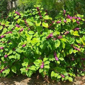 American Beautyberry Live Plant - Callicarpa americana - 16+ Inches Tall, 2-3 Years Old, Purple Berries - Image 1