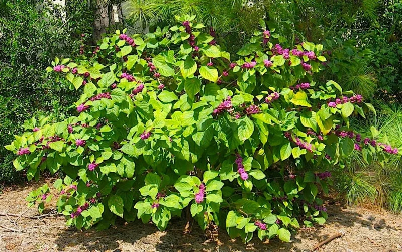 American Beautyberry Live Plant - Callicarpa americana, 16+ Inches Tall, Outdoor Shrub - Image 1
