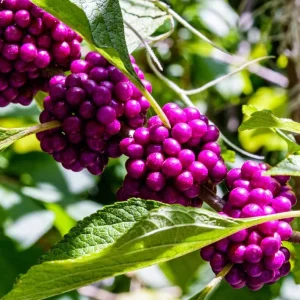 American Beautyberry Live Plant Set of 2 - 6-12 Inch Tall 4 Inch Pot for Garden - Image 2