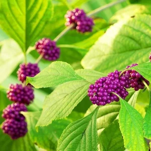 American Beautyberry Live Plant Set of 2 - 6-12 Inch Tall 4 Inch Pot for Garden - Image 1