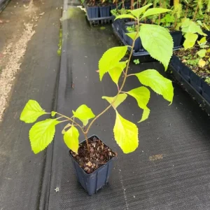 American Beautyberry Live Plant - Set of 2 - 6 to 12 Inch Tall - 4 Inch Pot - Image 3