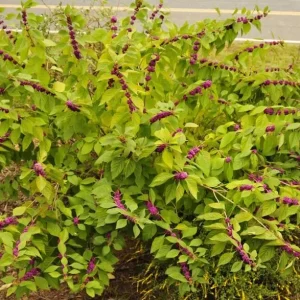 American Beautyberry Live Plant - Set of 2 - 6 to 12 Inch Tall - 4 Inch Pot - Image 4