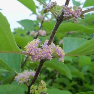 American Beautyberry Live Plant - Set of 2 - 6 to 12 Inch Tall - 4 Inch Pot - Image 5