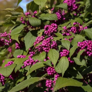 American Beautyberry Live Plant - Set of 2 - 6 to 12 Inch Tall - 4 Inch Pot - Image 6