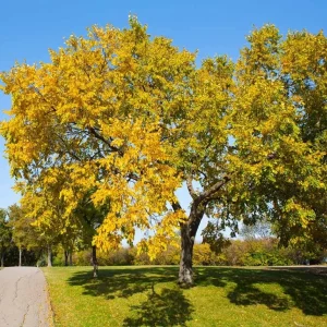 American Elm Native Seedling Bare Root Live Plants - 5 Pack, 6-12