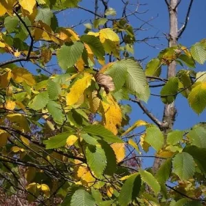 American Elm Native Seedling Bare Root Live Plants - 5 Pack, 6-12