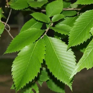 American Elm Native Seedling Bare Root Live Plants - 5 Pack, 6-12